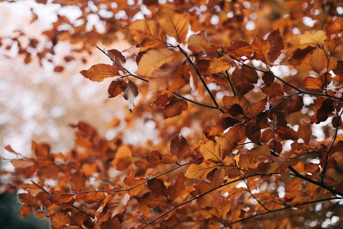 Vienna